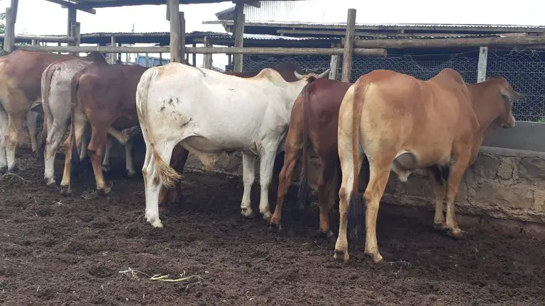 Feedlot Beef Farming