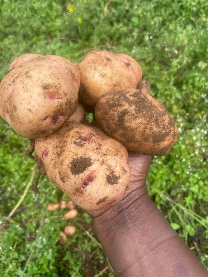 CAN vs NPK Fertilizer for Potatoes