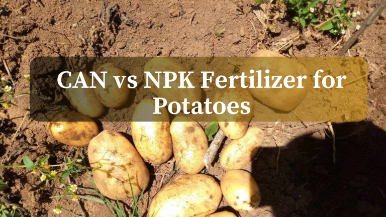 CAN vs NPK Fertilizer for Potatoes