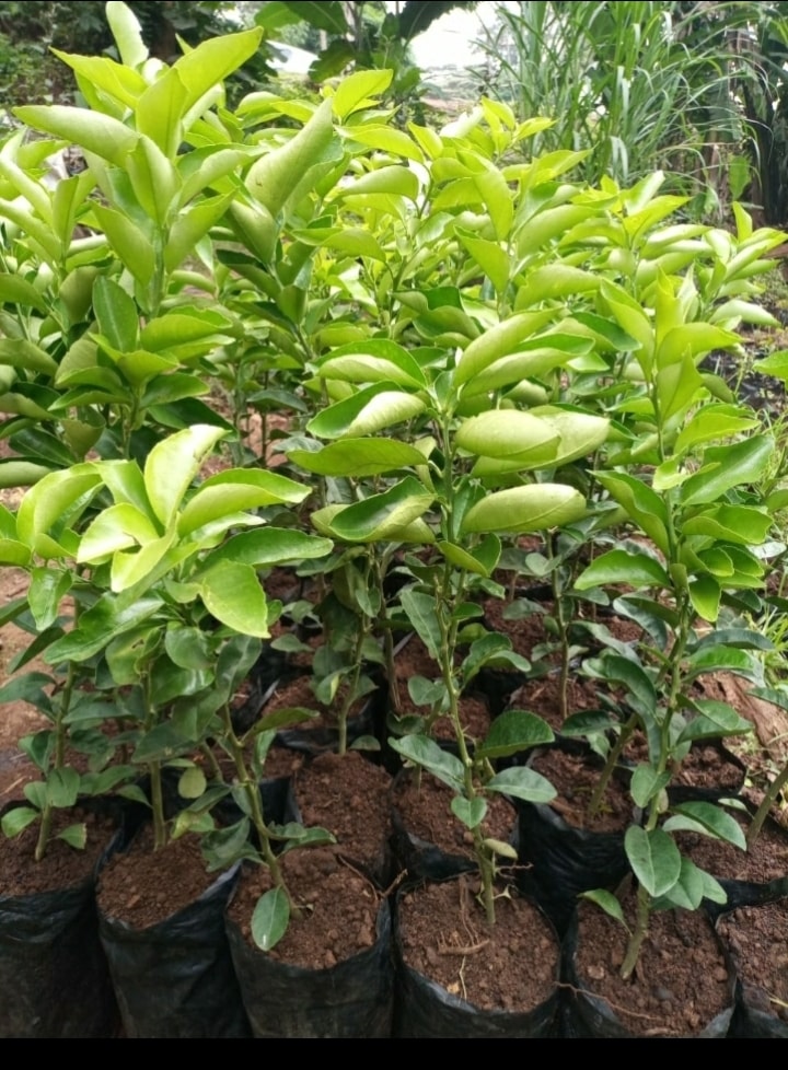 Grow Pixie Oranges Seedlings In Kenya for Profit