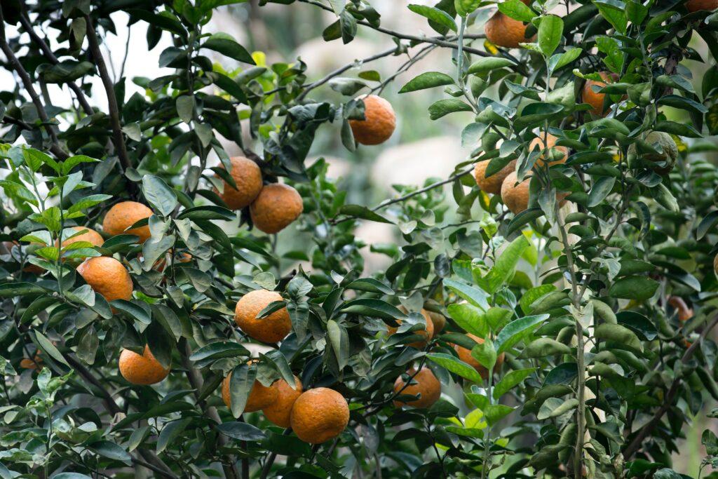 Grow Pixie Oranges Seedlings In Kenya for Profit