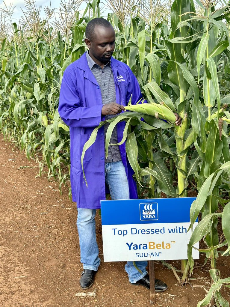 Best Top Dressing Fertilizer for Maize in Kenya