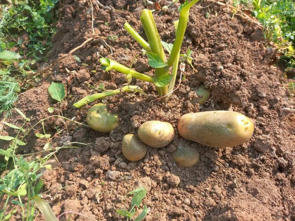 Does Hilling Potatoes Increase Yield?