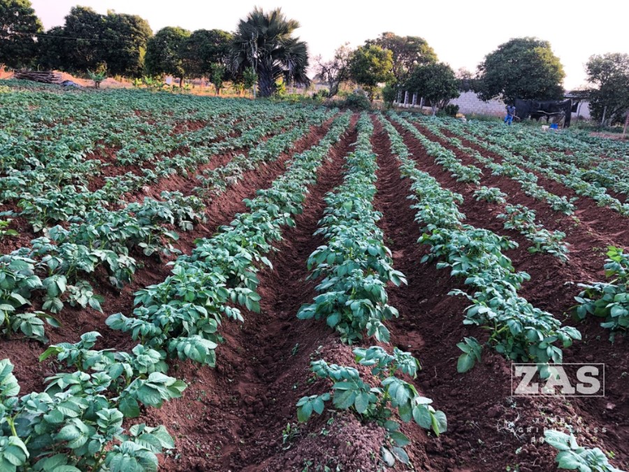 Does Hilling Potatoes Increase Yield?