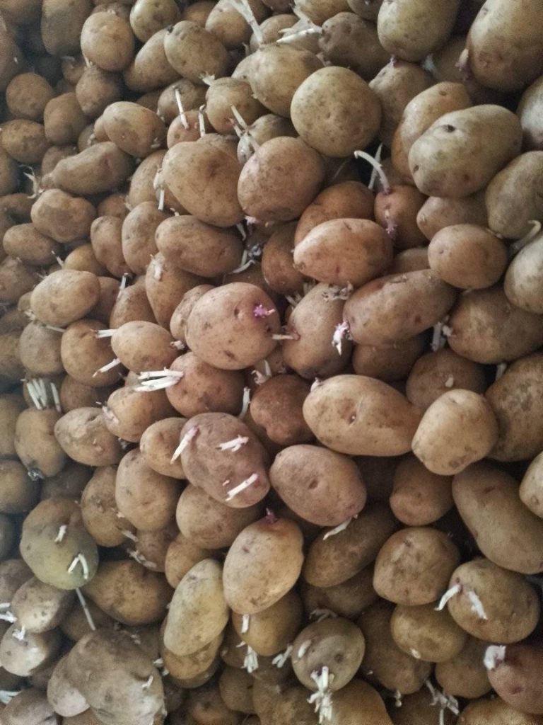 Shangi Potato Seeds Price In Kenya