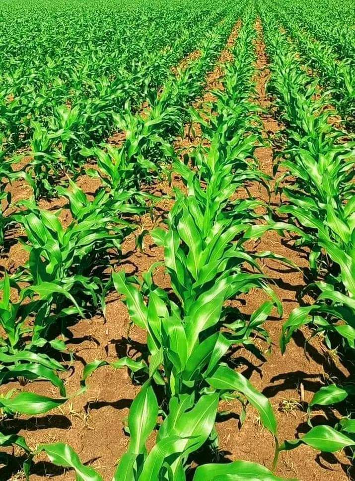 What Is A Post Emergent Herbicide For Maize?
