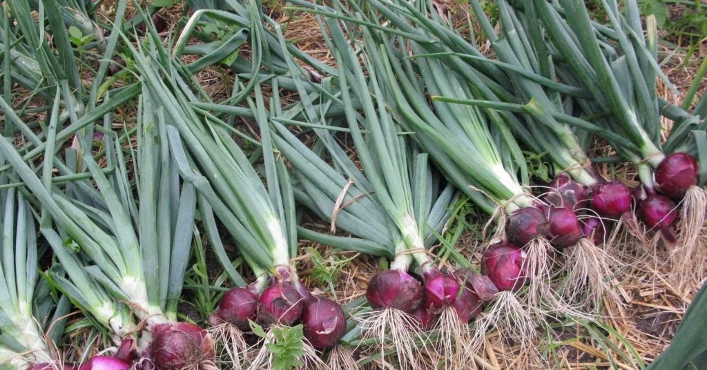 What Is The Best Fertilizer For Onions?