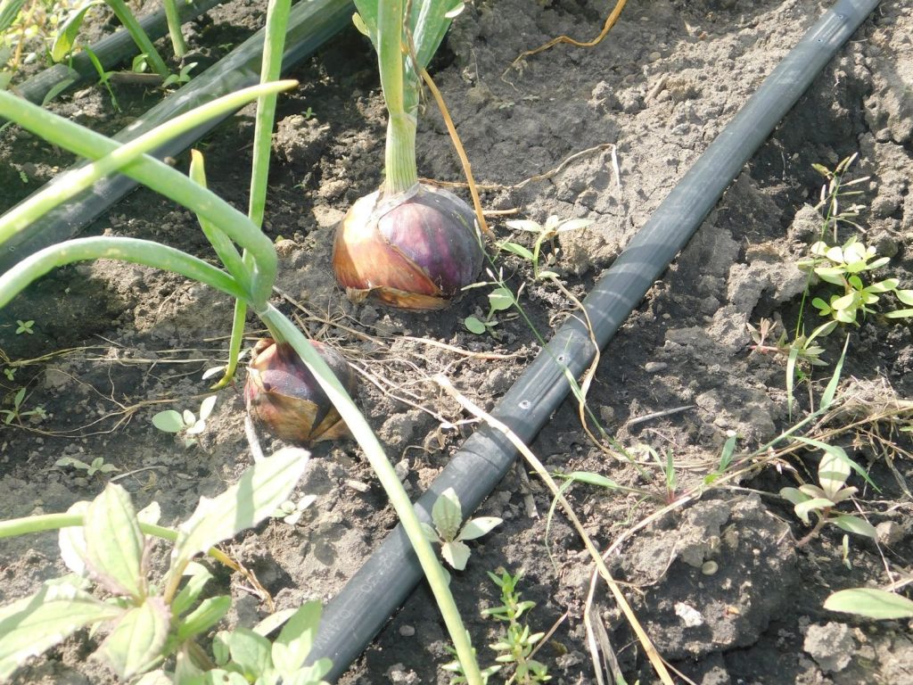 What Is The Best Fertilizer For Onions