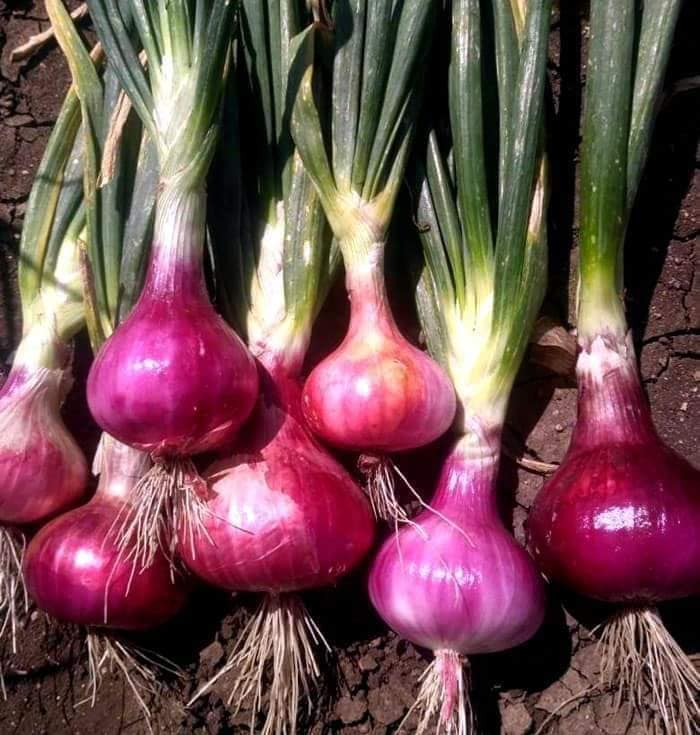 What's The Best Fertilizer For Onions?