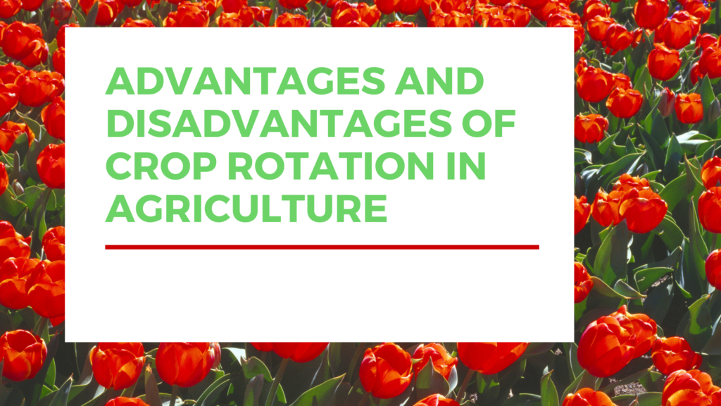Advantages And Disadvantages Of Crop Rotation In Agriculture