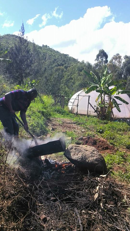 Bacterial Wilt Of Potato Treatment In Kenya