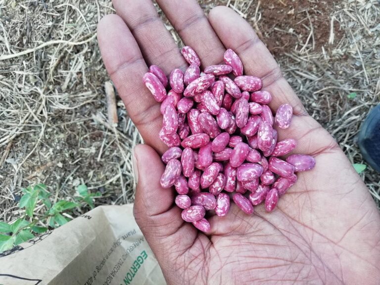 Chelalang Beans Variety Yield Per Acre