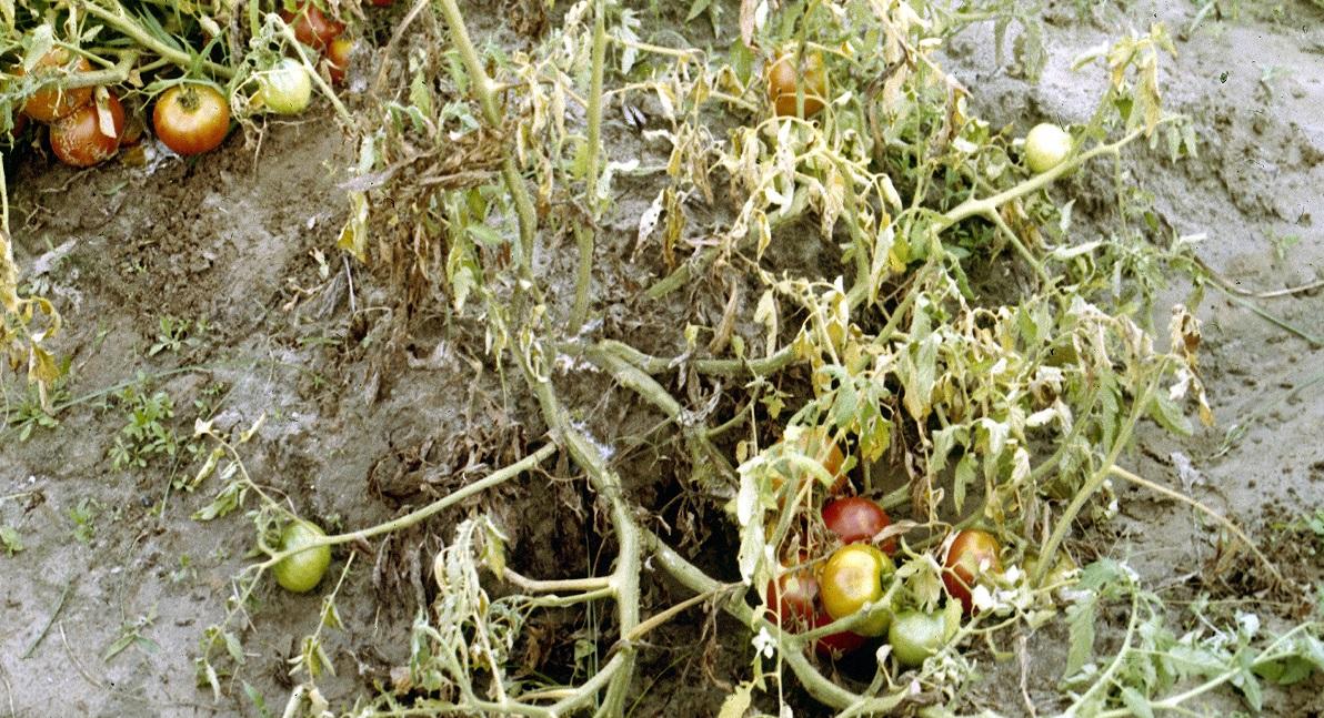 Difference Between Bacterial Wilt And Fusarium Wilt Of Tomato