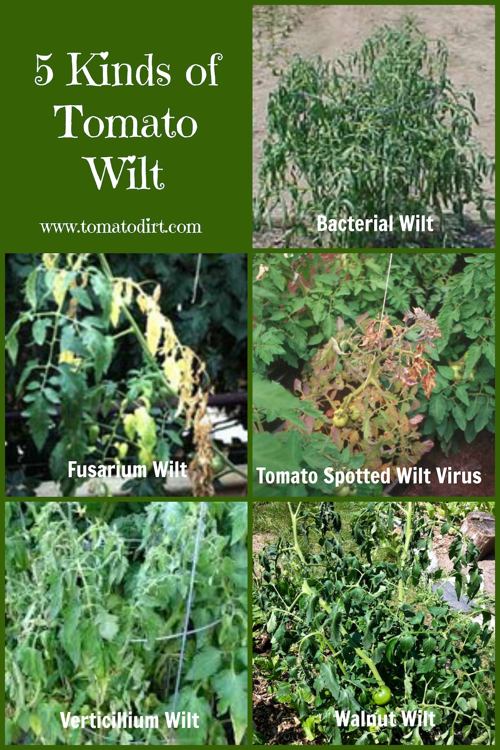 Difference Between Bacterial Wilt And Fusarium Wilt Of Tomato