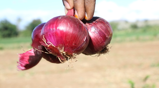 How Does Potassium Affect Onion Bulb Quality?