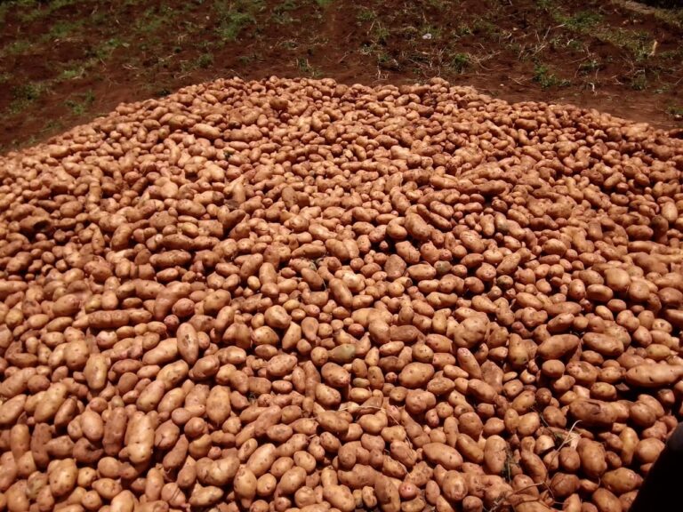 What is The Cost Of Planting Potatoes In Kenya Per Acre