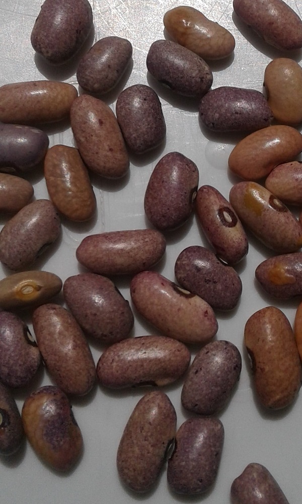 Mwezi Moja Beans Yield Per Acre