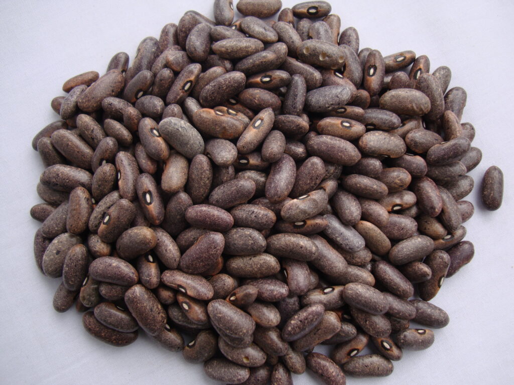 Mwezi Moja Beans Yield Per Acre