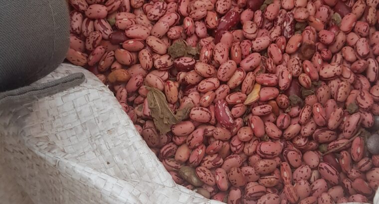 Rose Coco Beans Images