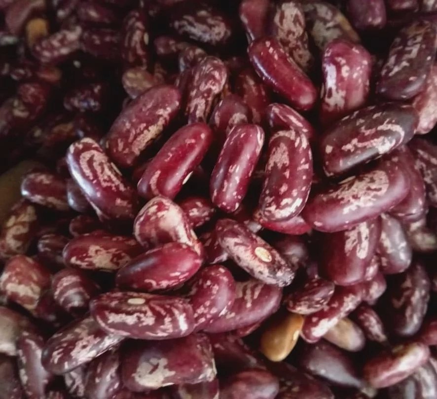 Rose Coco Beans Images