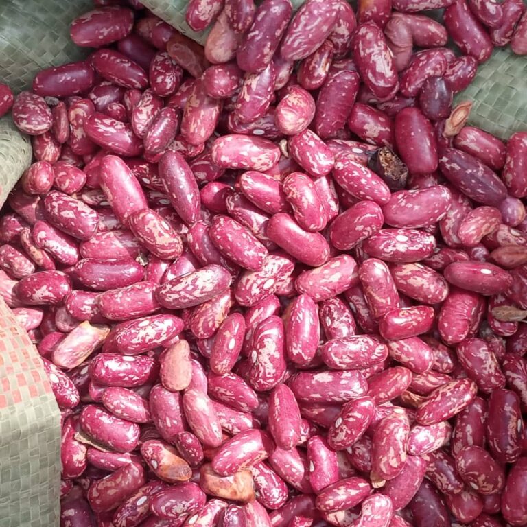 Rose Coco Beans Images