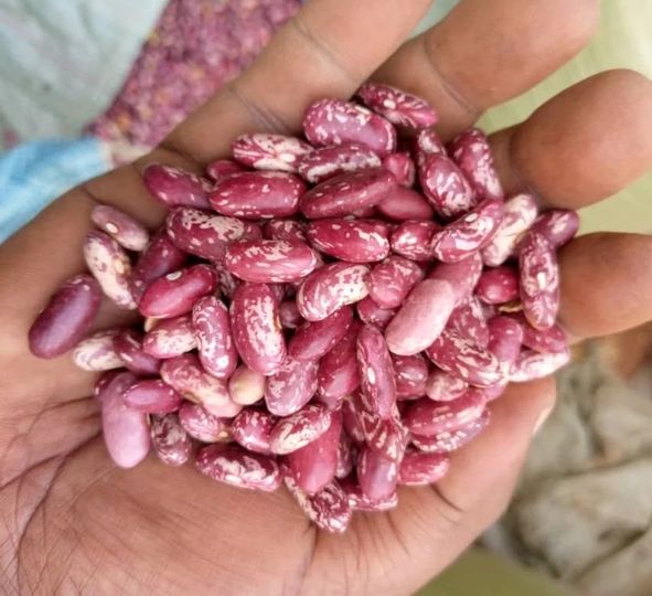 Rose Coco Beans Images