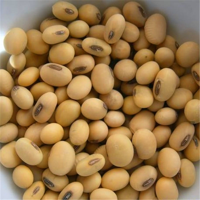 Soya Beans Yield Per Acre In Kenya