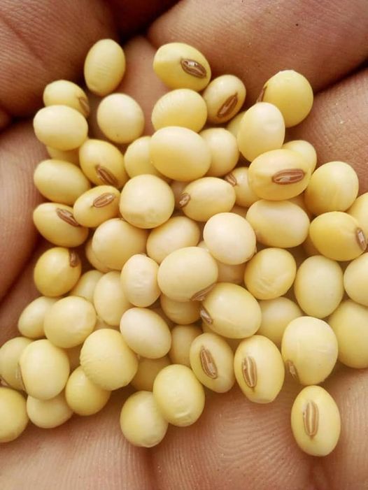 Soya Beans Yield Per Acre In Kenya