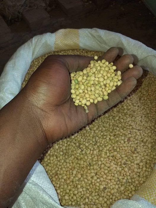 Soya Beans Yield Per Acre In Kenya