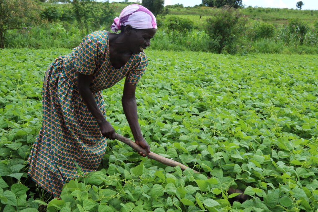 Wairimu Beans Yield Per Acre In Kenya