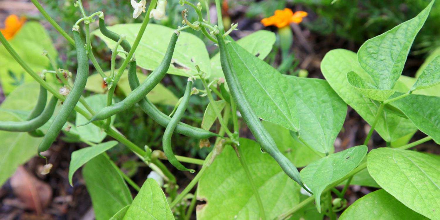 Wairimu Beans Yield Per Acre In Kenya