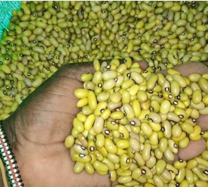 What Is The Average Yield Per Acre For Yellow Beans In Kenya?