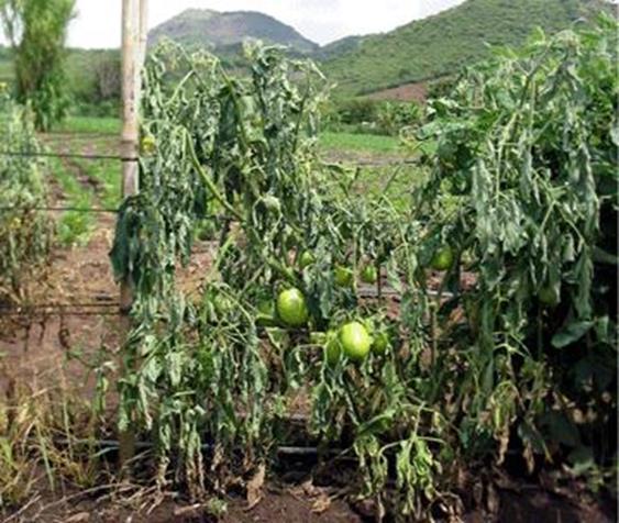 Chemical Control Of Bacterial Wilt In Tomatoes In Kenya