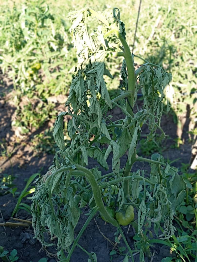 Bacterial Wilt Of Potato Treatment In Kenya - Kibosfarm.com