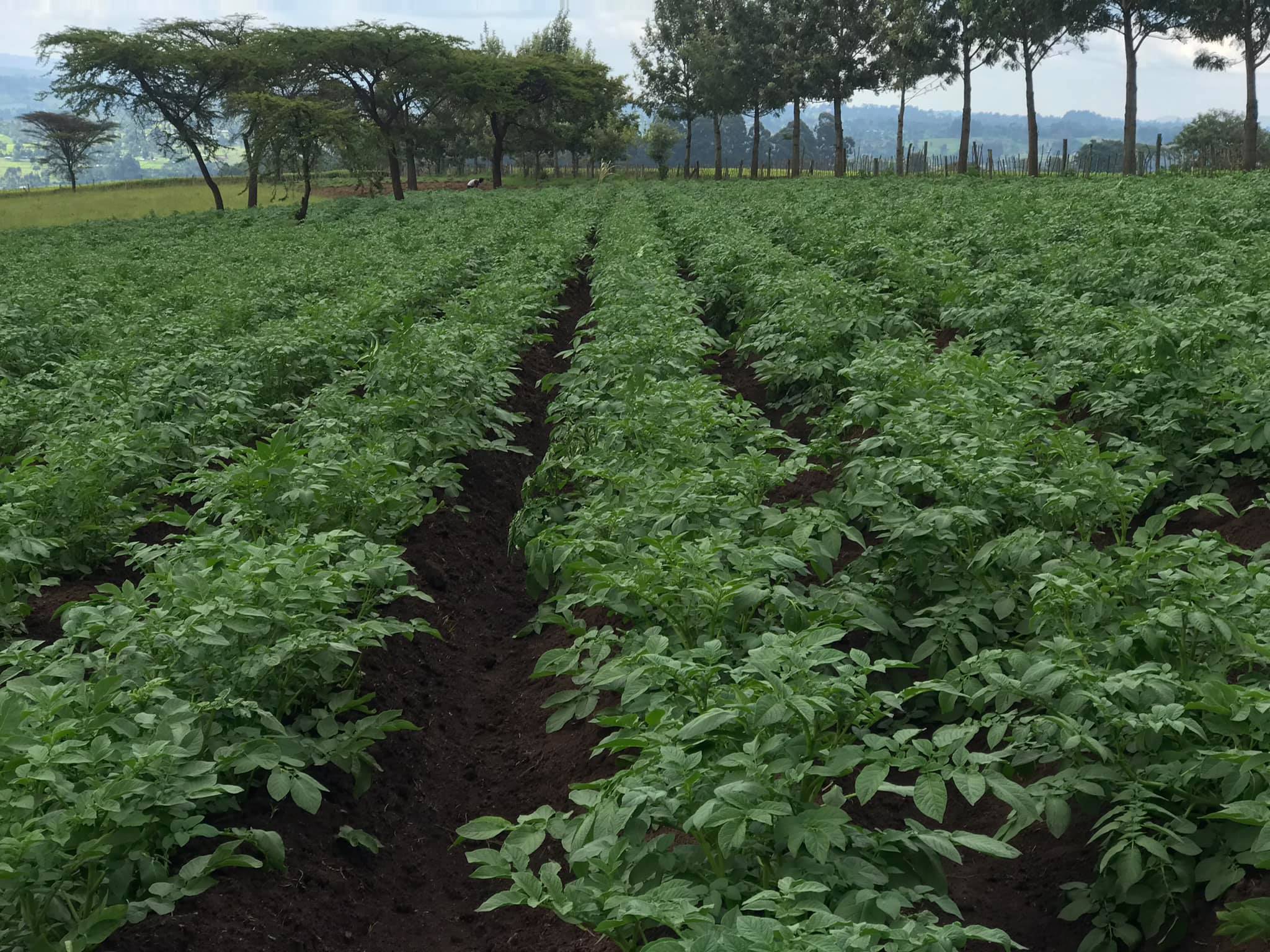 Types of Crop Rotation Systems