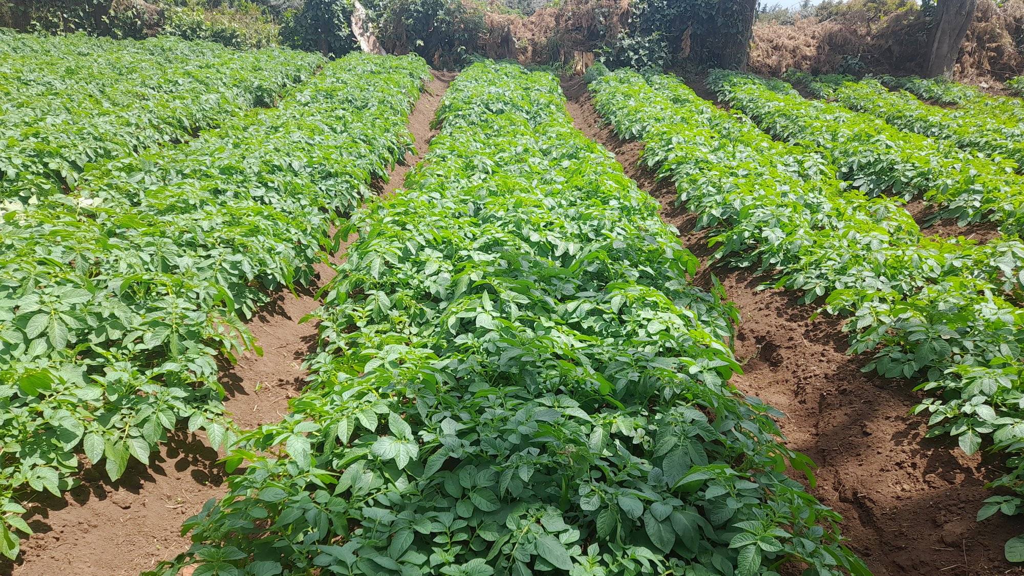 Apical Rooted Cuttings In Potato