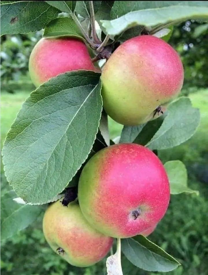 Apple Farming Profit Per Acre In Kenya