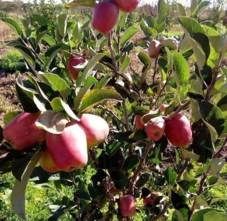 Apple Farming Profit Per Acre In Kenya