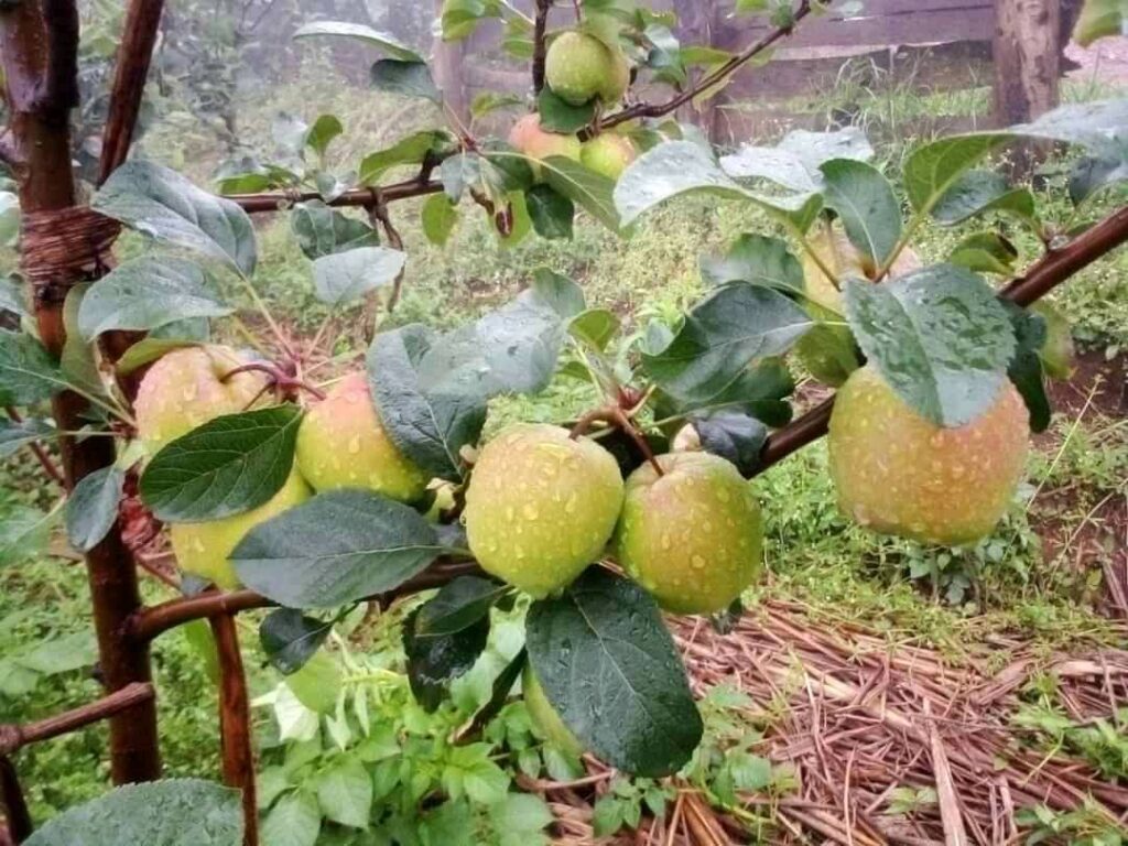 Apple Farming Profit Per Acre In Kenya