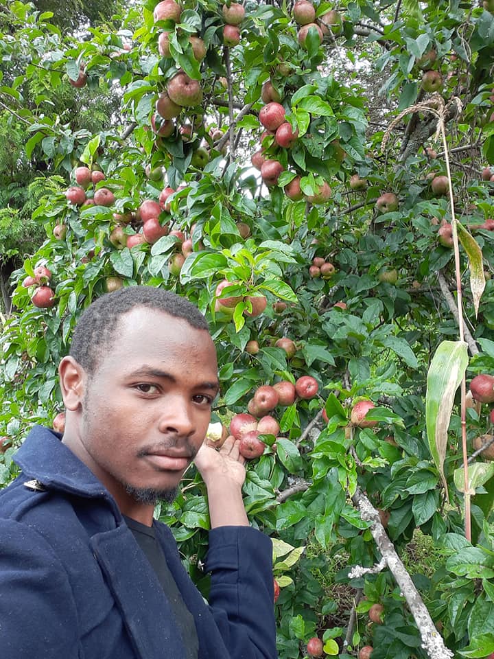 Apple Farming Profit Per Acre In Kenya