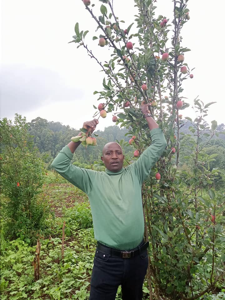 Apple Farming Profit Per Acre In Kenya