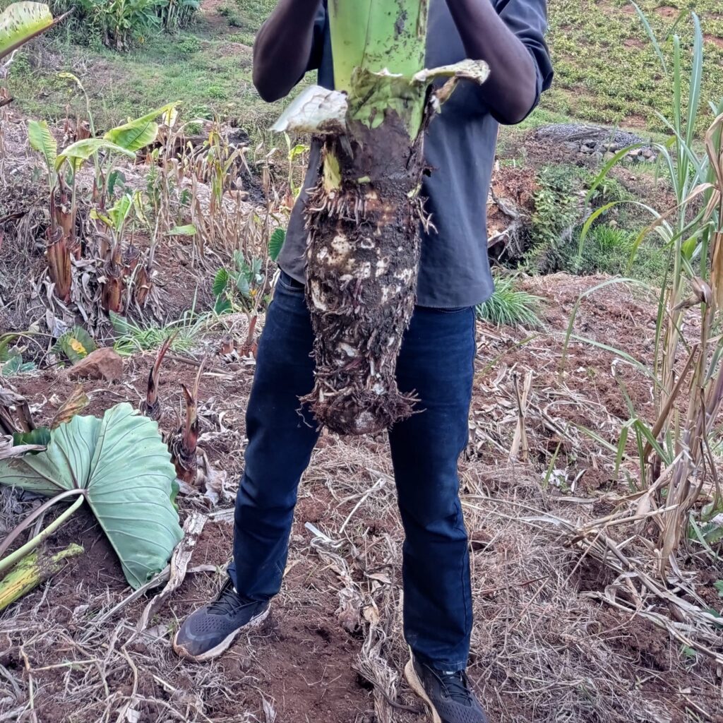 Arrowroot Yield Per Acre in Kenya