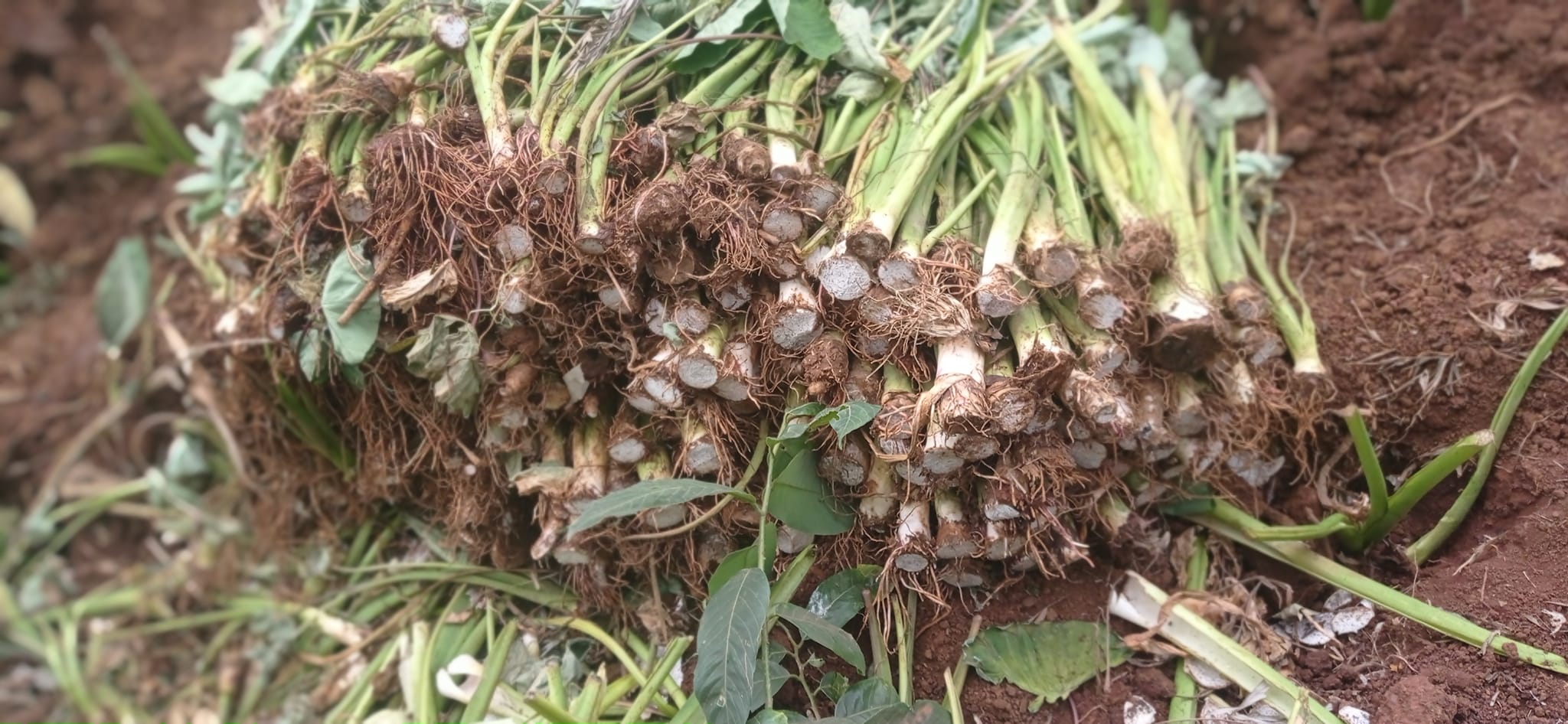 Arrowroot Yield Per Acre in Kenya