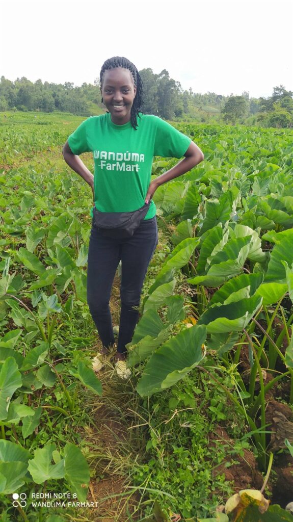 Arrowroot Yield Per Acre in Kenya