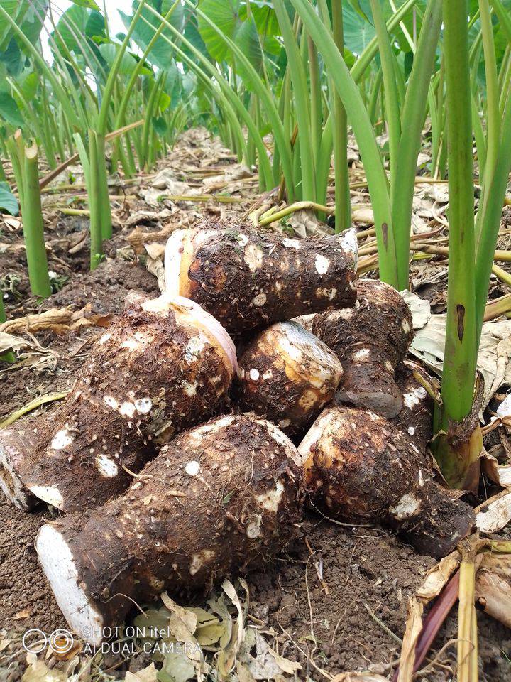 Arrowroot Yield Per Acre in Kenya