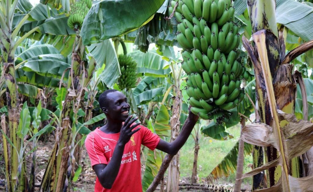 Banana Farming Profit Per Acre In Kenya