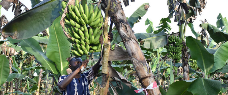 Banana Farming Profit Per Acre In Kenya