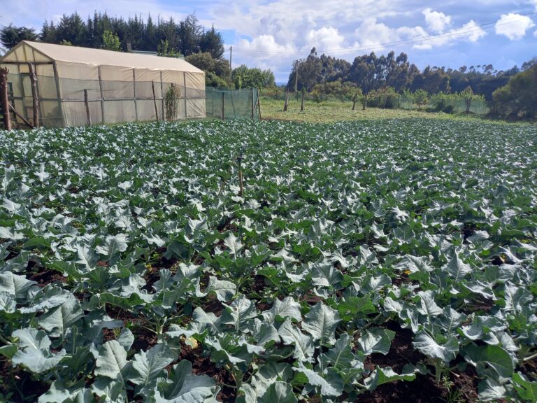 Broccoli Yield Per Acre in Kenya