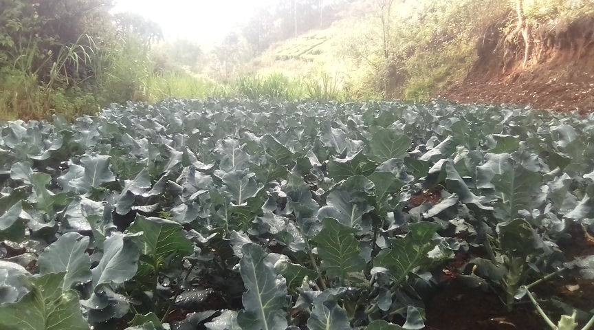 Broccoli Yield Per Acre in Kenya