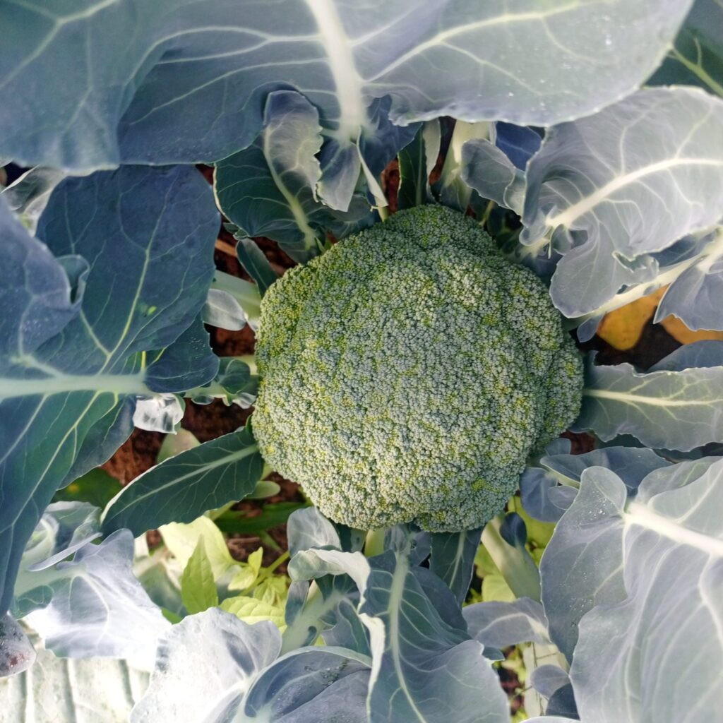 Broccoli Yield Per Acre in Kenya